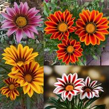 Outdoor Decor - SEED - View 2