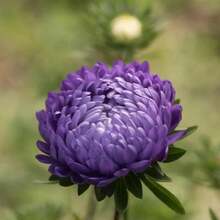 Outdoor Decor - SEED - View 2