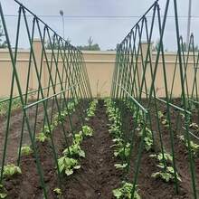 Ensemble de 21 pièces de tuteurs de jardin durables, noyau métallique revêtu, comprend 8 tiges de support, 3 clips en forme de A, 5 connecteurs, 5 boucles universelles, résistant à la corrosion, facile à insérer, convient à diverses plantes, fruits, légumes, support essentiel pour les plantes grimpantes de jardin - Support pour plantes - Voir 1