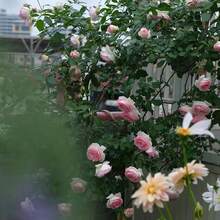 Live Climbing Rose Old Stump With Moist Root Ball, Vigorous Vining Bloomer, Trellis Garden Decor Plant, Fragrant Reblooming Perennial For Outdoor Fence - 1 Rose Bush - 查看 3