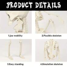 1 pièce Décoration de tête de squelette d'Halloween, tête de squelette en plastique à corps entier avec articulations réglables, petite tête de squelette suspendue, convient pour la décoration d'Halloween pour l'extérieur et l'intérieur, ornement suspendu pour maison hantée et cimetière - squelette d'Halloween - Voir 7