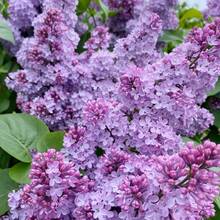 200+ Semillas de Flores Lila Mixtas para Plantar - Flores Fragantes, Plantas Perennes, Arbustos, Bonsáis - 200 - Ver 5