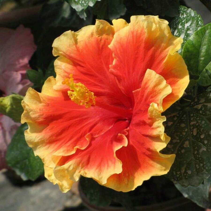 230 piezas de semillas de hibisco y flores de coral exóticas - 230 - Ver 1