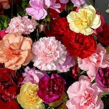 Outdoor Decor - 300PCS - View 1