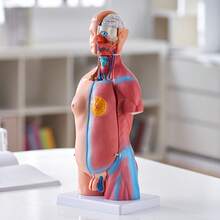 VEVOR Human Body Model, 23 Parts 18 Inch, Human Torso Anatomy Model Unisex Anatomical Skeleton Model With Removable Organs, Educational Teaching Tool For Students Science Learning Education Display - 23 Parts 18 Inch - View 1