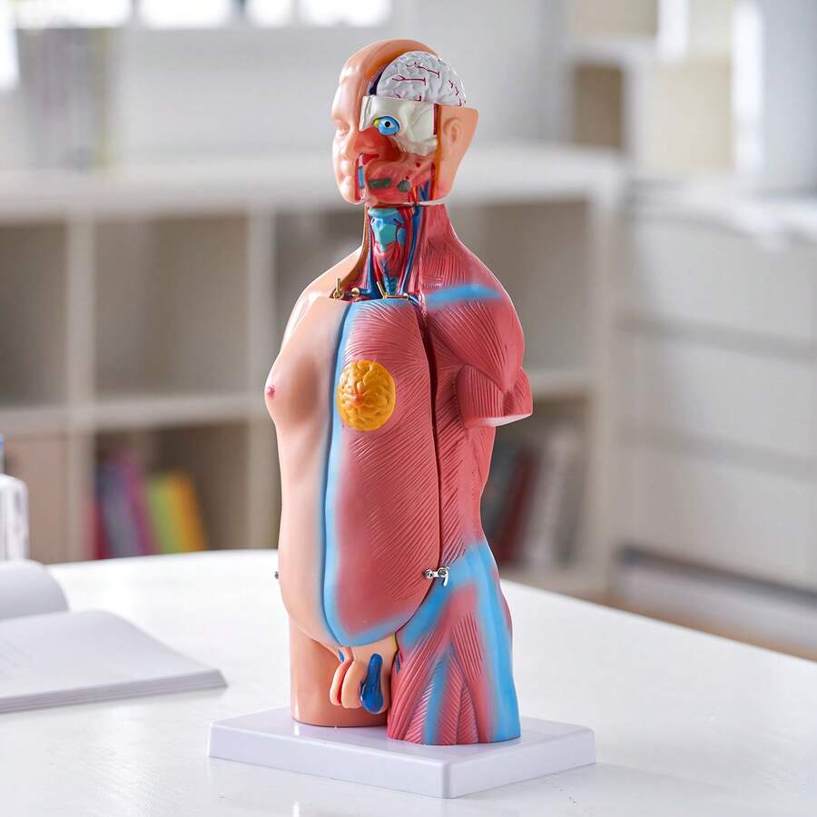 VEVOR Human Body Model, 23 Parts 18 Inch, Human Torso Anatomy Model Unisex Anatomical Skeleton Model With Removable Organs, Educational Teaching Tool For Students Science Learning Education Display - 23 Parts 18 Inch - View 1