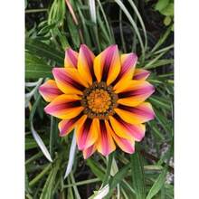 Outdoor Decor - SEED - View 3
