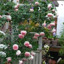 Live Climbing Rose Old Stump With Moist Root Ball, Vigorous Vining Bloomer, Trellis Garden Decor Plant, Fragrant Reblooming Perennial For Outdoor Fence - 1 Rose Bush - 查看 2