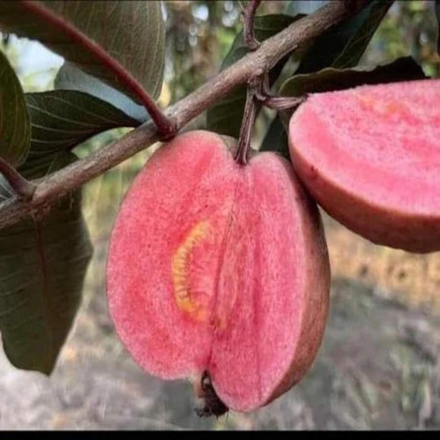 Semillas de Guayaba Roja Japonesa, Variedad Tradicional, de Polinización Abierta para Cultivo en Contenedores/Jardín Doméstico - 50 piezas.e.e.ds - Ver 1