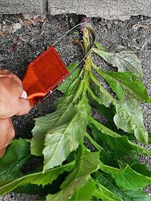 Portable Gardening Tool Bracelet, Remover, Bestselling Multifunctional Soil Loosening Tool For Balcony - A Tool for Weeding and Loosening Soil - View 5