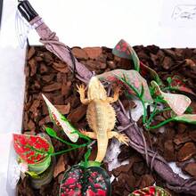 1pc/2pcs Realistic Glass Terrarium Plant Decor, Suitable For Amphibians, Lizards And Snakes Climbing. Resin Gecko Suction Cup Wall Decor, Reptile Branch, Reptile Climbing Decoration, Suitable For Snakes, Lizards, Bearded Dragons And Geckos. - Multicolor - View 7