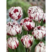Double Tulip Mix  Planting - Easy To Grow Perennial Tulips - 200 - 200 Seeds - View 10