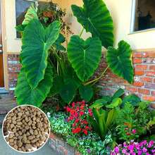 10 Pcs/Bag Alocasia  Easy To Grow - 100 - View 9
