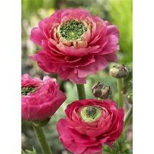 Semillas de Flores para Jardín, 200 Semillas de Ranúnculo de Colores Variados, Semillas de Ranúnculo Asiaticus Persa, Semillas de Flores de Ranúnculo con Ligera Fragancia - Variante 1 - Ver 3
