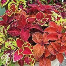 Coleus Wizard Mix Beautiful Flower Plants Coleus Blumei - Variant 1 - View 4