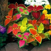 Coleus Wizard Mix Beautiful Flower Plants Coleus Blumei - Variant 1 - View 3