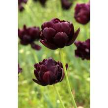 Double Tulip Mix  Planting - Easy To Grow Perennial Tulips - 200 - 200 Seeds - View 8