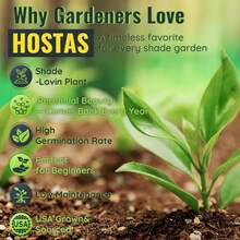 200pcs Hosta  – Easy-To-Grow Perennial Shade Plants Outdoor Gardens, Low Maintenance, Borders & Ground Cover - Đen Xanh - Xem 3