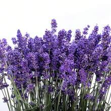 174pcs Lavender  Non-GMO Varieties Home Gardening - Beginners And Pollinators - 174 - View 4