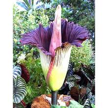 Corpse Flower World's Largest Feet Tall  - Multi - Variant 1 - View 11