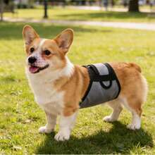 可调节公狗尿布，可水洗宠物生理裤，适用于贵宾犬、柯基犬、柴犬等犬种，户外如厕训练牵引绳 - 灰色 - 查看 4