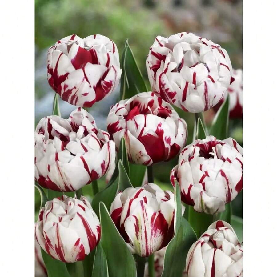 Double Tulip Mix  Planting - Easy To Grow Perennial Tulips - 200 - 200 Seeds - View 1