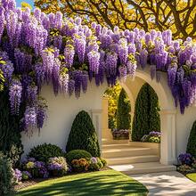200 Pieces. Purple Royal Flower Seeds - 200 - View 4