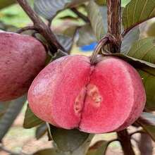 Semillas de Guayaba Roja Japonesa, Variedad Tradicional, de Polinización Abierta para Cultivo en Contenedores/Jardín Doméstico - 50 piezas.e.e.ds - Ver 4