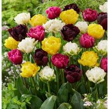 Double Tulip Mix  Planting - Easy To Grow Perennial Tulips - 200 - 200 Seeds - View 4