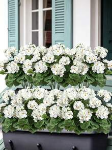 5/1 Pc Artificial Geranium Silk Geranium,Artificial White Geraniums,Lifelike Geranium Shrub - Realistic White Flowers And Green Leaves, Outdoor UV Protection White Artificial Geranium Floral Cluster Fake Flower Plant Suitable For Potted Plants, Home Decor, Balcony, Vase, Tabletop. - White - View 9