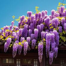 200 Pieces. Purple Royal Flower Seeds - 200 - View 5