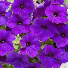 385Pcs Mixed Petunia Seeds Planted At Home - View 2