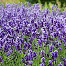 174pcs Lavender  Non-GMO Varieties Home Gardening - Beginners And Pollinators - 174 - View 1
