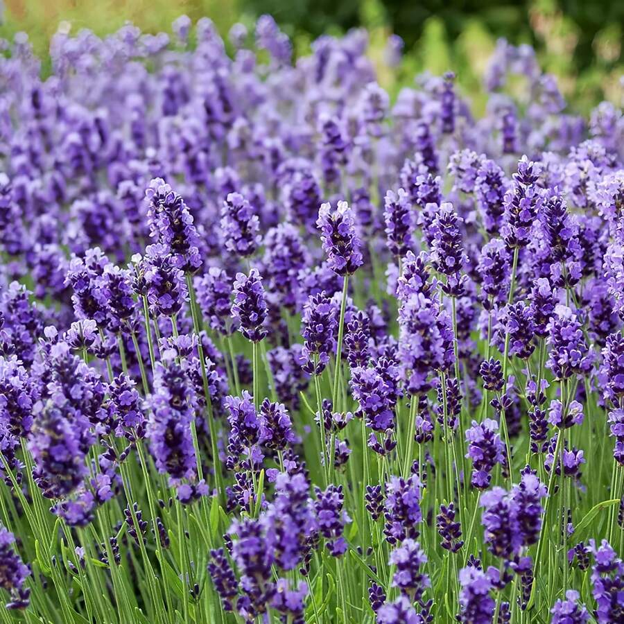 174pcs Lavender  Non-GMO Varieties Home Gardening - Beginners And Pollinators - 174 - View 1