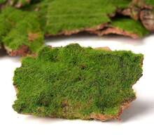 BYHER Assorted Artificial Moss Bark, Decorative Mossy Tree Bark For DIY Crafts, Fairy Gardens, Terrariums, Floral Arrangements (Realistic Green - 100gr) - ColorA - View 5