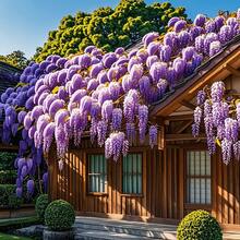 200 Pieces. Purple Royal Flower Seeds - 200 - View 6