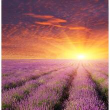 French Lavender  (Lavandula Stoechas) Packet Of 1000 - Variant 1 - View 2