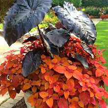 10 Pcs/Bag Alocasia  Easy To Grow - 100 - View 4
