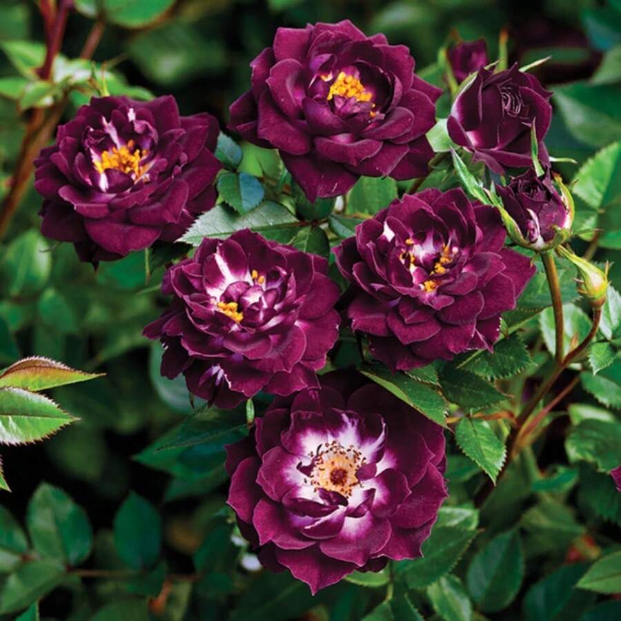 Purple , Miniature, Eyes Bare Root Shrub 100pcs - 100 PCS - View 1