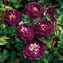 Purple , Miniature, Eyes Bare Root Shrub  100pcs - 100 PCS - View 5