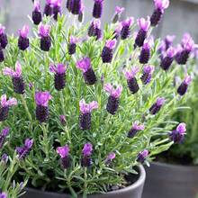 French Lavender  (Lavandula Stoechas) Packet Of 1000 - Variant 1 - View 8