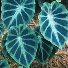 10 Pcs/Bag Alocasia  Easy To Grow - 100 - View 3