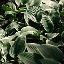 200pcs Hosta  – Easy-To-Grow Perennial Shade Plants Outdoor Gardens, Low Maintenance, Borders & Ground Cover - Đen Xanh - Xem 5