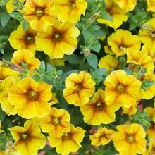 385Pcs Mixed Petunia Seeds Planted At Home - View 4
