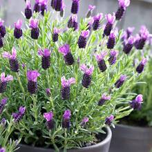 French Lavender  (Lavandula Stoechas) Packet Of 1000 - Variant 1 - View 11