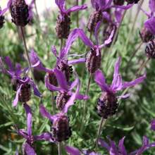 French Lavender  (Lavandula Stoechas) Packet Of 1000 - Variant 1 - View 9