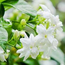 200 Arabian Jasmine  - Aromatic Exotic Tropical Plant - 200 - View 5