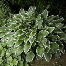 200pcs Hosta  – Easy-To-Grow Perennial Shade Plants Outdoor Gardens, Low Maintenance, Borders & Ground Cover - Đen Xanh - Xem 12