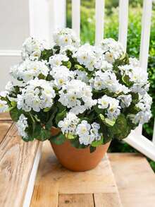 5/1 Pc Artificial Geranium Silk Geranium,Artificial White Geraniums,Lifelike Geranium Shrub - Realistic White Flowers And Green Leaves, Outdoor UV Protection White Artificial Geranium Floral Cluster Fake Flower Plant Suitable For Potted Plants, Home Decor, Balcony, Vase, Tabletop. - White - View 3