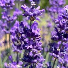 174pcs Lavender  Non-GMO Varieties Home Gardening - Beginners And Pollinators - 174 - View 2